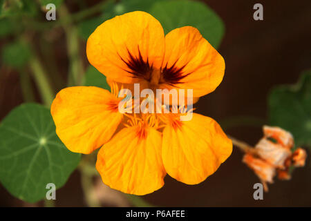 Nahaufnahme von Kapuzinerkresse Blume Stockfoto