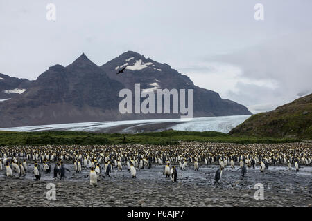 Die massive König Pinguin Kolonie von 100.000 plus Paare an der Salisbury Plain, South Georgia Island Stockfoto