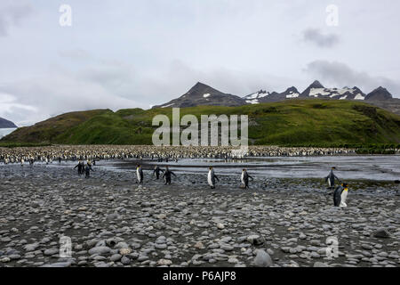 Die massive König Pinguin Kolonie von 100.000 plus Paare an der Salisbury Plain, South Georgia Island Stockfoto