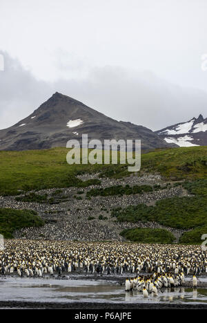 Königspinguine Kreuzung ein Süßwasser-Stream an den massiven Kolonie an der Salisbury Plain, South Georgia Island Stockfoto