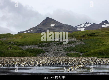 Königspinguine Kreuzung ein Süßwasser-Stream an den massiven Kolonie an der Salisbury Plain, South Georgia Island Stockfoto