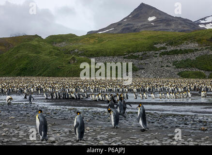 König Pinguine am massiven Kolonie an der Salisbury Plain, South Georgia Island Stockfoto