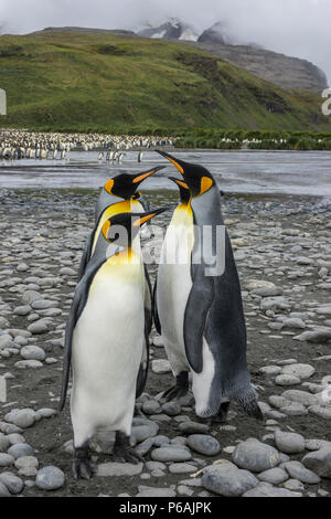 Vier König Pinguine am massiven Kolonie an der Salisbury Plain, South Georgia Island Stockfoto