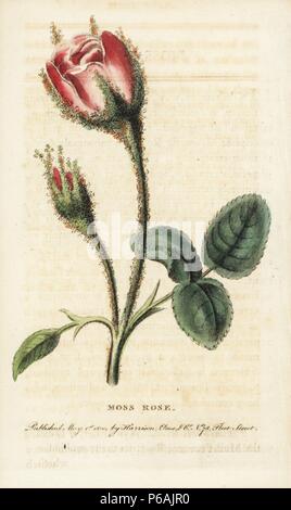 Moss Rose, Rosa Muscosa. Papierkörbe Kupferstich aus der Naturforscher Pocket Magazin", Harrison, London, 1800. Stockfoto