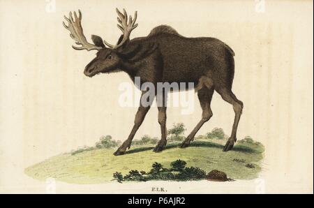 Elch und Wapiti, Cervus canadensis. Papierkörbe Kupferstich aus der Naturforscher Pocket Magazin", Harrison, London, 1799. Stockfoto