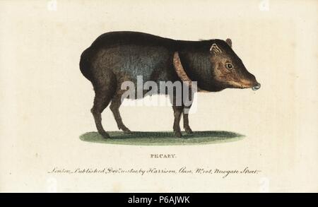 Collared peccary, Pecari tajacu. Papierkörbe Kupferstich aus der Naturforscher Pocket Magazin", Harrison, London, 1800. Stockfoto