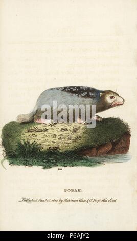 Bobak Murmeltier, Marmota bobak. Abbildung: Kopiert von Thomas Pennant. Papierkörbe Kupferstich aus der Naturforscher Pocket Magazin", Harrison, London, 1800. Stockfoto