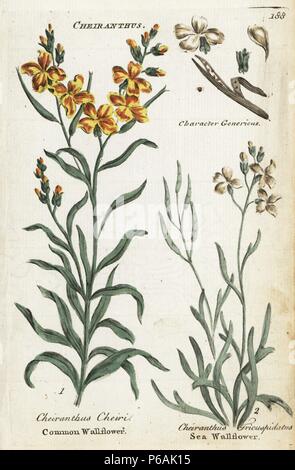 Gemeinsame Mauerblümchen, Erysimum cheiri und Meer Lager, Matthiola sinuata. Papierkörbe botanischen Kupferstich von einem unbekannten Künstler von "Culpeper's Englisch Familie Arzt oder medizinische Kräuter vergrößert, mit mehreren Hundert zusätzliche Pflanzen, hauptsächlich von Sir John Hill" von Joshua Hamilton, London, W. Locke, 1792. Stockfoto