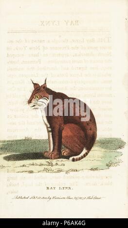 Bobcat oder Bay Lynx lynx Rufus. Abbildung: Kopiert von Thomas Pennant. Papierkörbe Kupferstich aus der Naturforscher Pocket Magazin", Harrison, London, 1800. Stockfoto