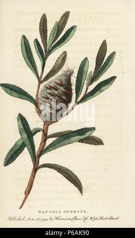 Old man Banksia, Banksia serrata. Papierkörbe Kupferstich aus der Naturforscher Pocket Magazin", Harrison, London, 1799. Stockfoto