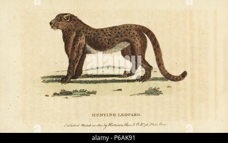 Cheetah oder Jagd auf Leopard, Acinonyx jubatus. Verwundbar. Abbildung: Kopiert von I.C.D von Schreber. Papierkörbe Kupferstich aus der Naturforscher Pocket Magazin", Harrison, London, 1800. Stockfoto