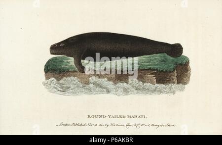 West Indian Manatee, Trichechus Manatus. (Runde tailed Manati) anfällig. Abbildung: Kopiert von Thomas Pennant Abbildung einer Probe in der Leverian Museum. Papierkörbe Kupferstich aus der Naturforscher Pocket Magazin", Harrison, London, 1800. Stockfoto