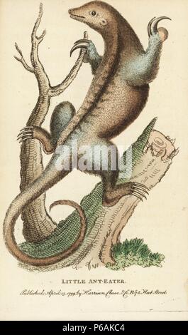 Silky Anteater, Zyklopen didactylus. Abbildung: Kopiert von George Edwards. Papierkörbe Kupferstich aus der Naturforscher Pocket Magazin", Harrison, London, 1799. Stockfoto