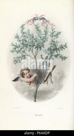 Amor versteckt in einer myrte Myrtus communis, Bush, mit seinem Pfeil und Bogen hängen von einem blauen und weißen Band auf einem Zweig. Papierkörbe Stahlstich von C. Geoffrois nach einer Illustration von Jean Ignace Isidore Grandville von 'Les Fleurs Animees", Paris, Gabriel de Gonet, 1847. Stockfoto