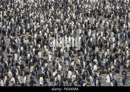 Erwachsene Königspinguine mit braunen flauschigen Küken, Fortuna Bay, South Georgia Island Stockfoto