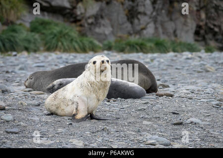 Blond oder Gold morph Antarktis Fell seal Pup bei Fortuna Bay, mit erwachsenen weiblichen und Silber pup hinter Stockfoto