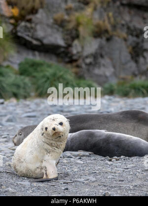 Blond oder Gold morph Antarktis Fell seal Pup bei Fortuna Bay, mit erwachsenen weiblichen und Silber pup hinter Stockfoto