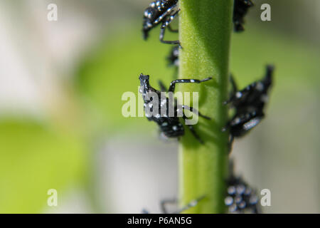 PA: Nahaufnahme eines beschmutzt Lanternfly (Lycorma delicatula) Nymphe auf einem Baum des Himmels sapling.. Bei dieser Phase, sie sind schwarz mit weißen Flecken. Stockfoto