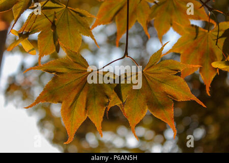 Die Samen (geflügelte Samaras) & grün mit Orange umrandete Laub eines 100 Jahre alten japanischen Ahorn (Acer palmatum) mit Hintergrundbeleuchtung durch Sonnenuntergang in Pennsylvania Stockfoto