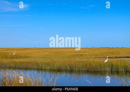 Zwei große Reiher (Ardea alba) auf der Suche nach einer Mahlzeit. Eine Reihe von Häusern und zwei Ebenen abschleppen Banner in der Ferne im Little Egg Harbor Township. Stockfoto