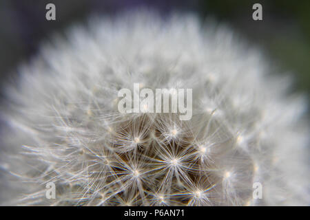 Nahaufnahme der Samen Leiter der gemeinsamen Löwenzahn (Taraxacum officianale) Stockfoto