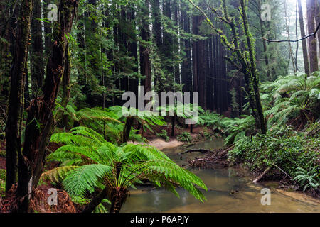 Die ikonischen Farnen und hohen Kalifornischen Redwood Bäumen in Beechforest Victoria Australien am 23. Juni 2018 Stockfoto