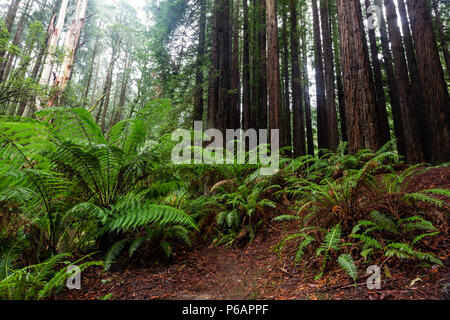 Die ikonischen Farnen und hohen Kalifornischen Redwood Bäumen in Beechforest Victoria Australien am 23. Juni 2018 Stockfoto