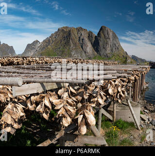 Getrocknete Fischköpfe, Lofoten, Norwegen. Stockfoto