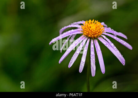 Lila nassen Garten aster mit Wassertropfen nach dem Regen auf einem grünen Hintergrund Stockfoto