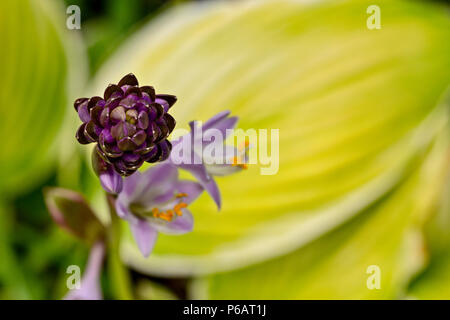 Blühende Garten lila hosta Blume mit unscharfen gelbe Blätter als Hintergrund. Close-up Makro anzeigen. Stockfoto