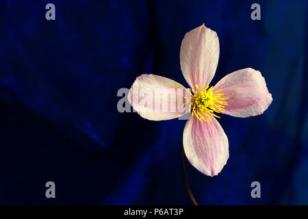 Single Clematis montana Flower gegen deep blue Hintergrund Stockfoto