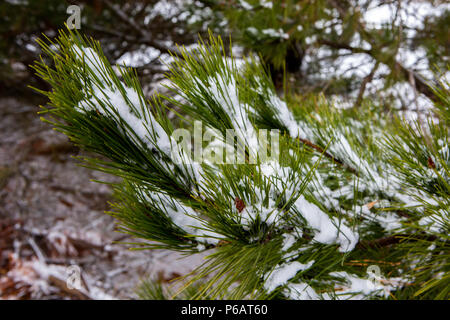 Schnee auf der Kiefer, die Nadeln des Baumes in Oberon New South Wales Australien am 17. Juni 2018 Stockfoto