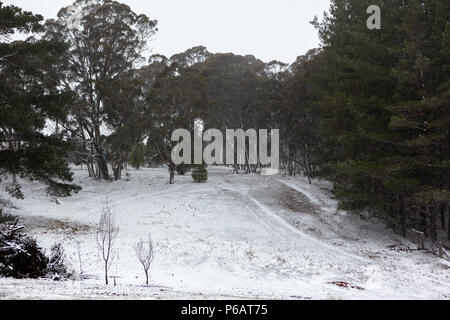 Schnee, einem Hügel mit Bäumen und Vieh Titel in Oberon New South Wales Australien am 17. Juni 2018 Stockfoto