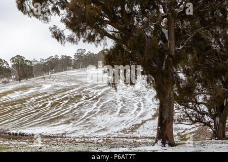 Schnee, einem Hügel mit Bäumen und Vieh Titel in Oberon New South Wales Australien am 17. Juni 2018 Stockfoto