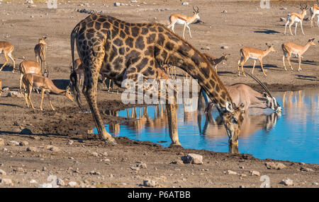 Große Giraffe, Zebra, Oryx, schwarz-faced Impalas, steinböckchen Herden sammeln Spät am Nachmittag an der Chudop Wasserloch, Namutoni, Etosha National Park, N Stockfoto