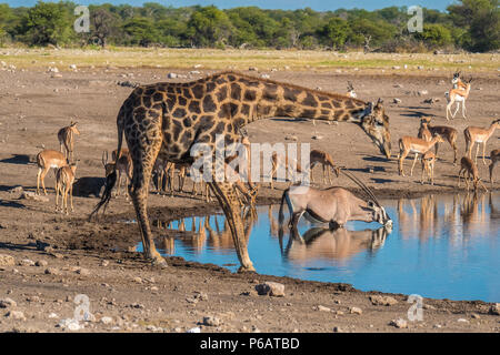 Große Giraffe, Zebra, Oryx, schwarz-faced Impalas, steinböckchen Herden sammeln Spät am Nachmittag an der Chudop Wasserloch, Namutoni, Etosha National Park, N Stockfoto