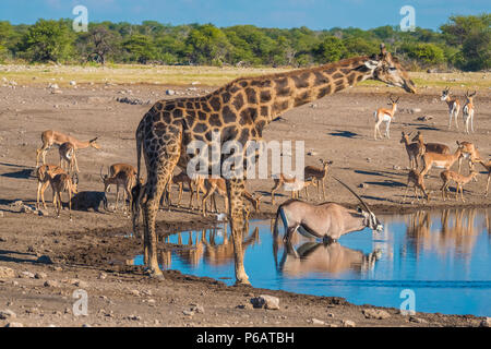 Große Giraffe, Zebra, Oryx, schwarz-faced Impalas, steinböckchen Herden sammeln Spät am Nachmittag an der Chudop Wasserloch, Namutoni, Etosha National Park, N Stockfoto