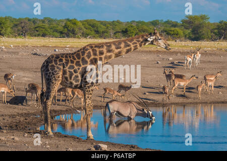 Große Giraffe, Zebra, Oryx, schwarz-faced Impalas, steinböckchen Herden sammeln Spät am Nachmittag an der Chudop Wasserloch, Namutoni, Etosha National Park, N Stockfoto