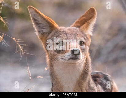 Eine freundliche Cape Fox paar Ansätze mein Zelt, Onguma Reservat, Etosha National Park, Namibia Stockfoto