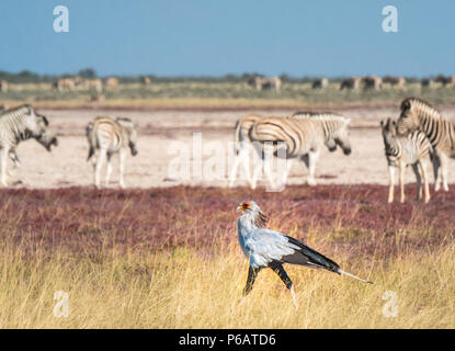 Staatssekretär Vogel unter Herden von Buchell auf Nebrownii Wasserloch, Okaukeujo, Etosha National Park, Namibia, die Anzahl und Dichte der heards Waren Stockfoto