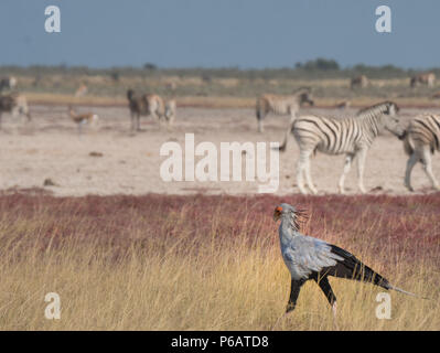 Staatssekretär Vogel unter Herden von Buchell auf Nebrownii Wasserloch, Okaukeujo, Etosha National Park, Namibia, die Anzahl und Dichte der heards Waren Stockfoto