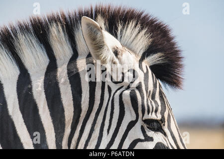 Riesige Herden von Zebras Buchell's konzentriert um das Wasserloch, Nebrownii Okaukeujo, Etosha National Park, Namibia, die Anzahl und Dichte der h Stockfoto