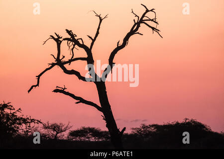 Sonnenuntergang im Onguma Private Game Reserve am westlichen Rand des Etosha National Park, Namibia Stockfoto