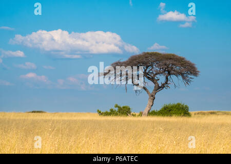 Single Akazie in der sueda Wasserloch in der Mitte der endlosen trockenen Wiesen, Halali, Etosha National Park, Namibia wächst Stockfoto