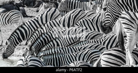 Riesige Herden von Zebras Buchell's konzentriert um das Wasserloch, Nebrownii Okaukeujo, Etosha National Park, Namibia, die Anzahl und Dichte der h Stockfoto