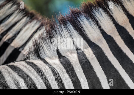 Große Burchell's Zebra Herden auf der südlichen Rand der Etosha Pfanne in der Nähe der Namutoni Camp, Etosha National Park, Namibia Stockfoto