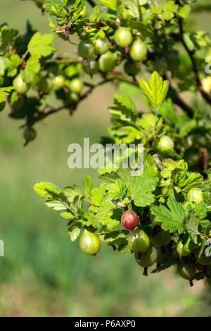 Grüne stachelbeere Obst bush Ribes uva-Crispa im Garten Stockfoto