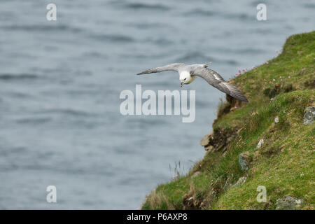 Northern Eissturmvogel (Fulmarus glacialis) im Flug entlang der Klippe, Yell, Shetland, Großbritannien Stockfoto