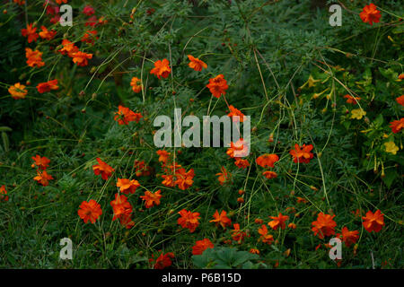 Orange Schwefel Cosmos Blumen im Garten Stockfoto