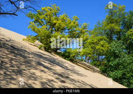 Eine schwarze Eiche ist langsam von der Mount Baldy Sanddüne, die sich ca. 4 geschluckt - Füße im Jahr, Indiana Dunes National Park Stockfoto